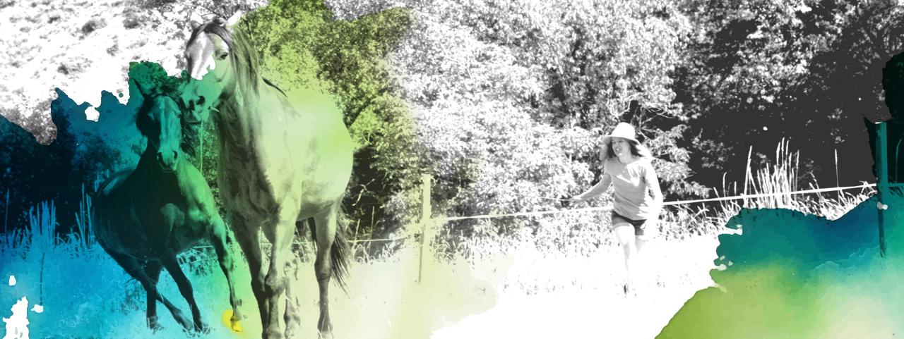 Un cheval en pleine nature.